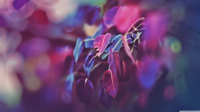 purple leaves nature macro plants backgrounds 2k 4k