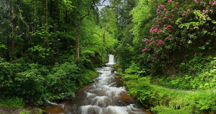 red petaled flowers nature landscape forest waterfall trees