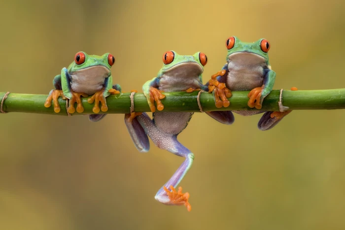three green frog on bamboo branch in tilt shift photography red eyes 2k