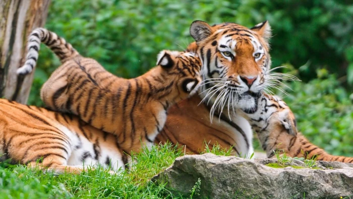 tiger and cubs animals nature baby feline cat animal themes 2k