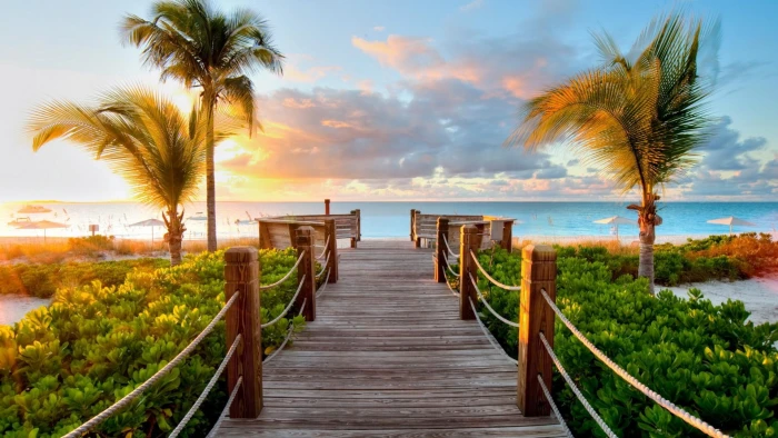track palm trees beach sea ocean 2k