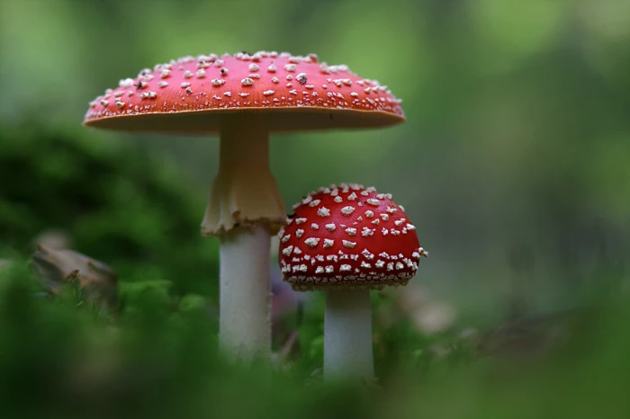 two red and white mushrooms fly agaric autumn amanita muscaria 2k