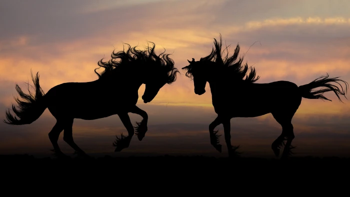 two silhouette of horses animals nature sunset sky cloud 2k 4k