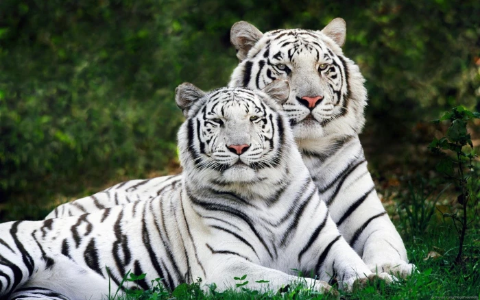 white and black tiger plush toy animals tigers nature 2k
