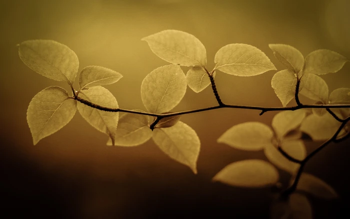 yellow leaf selective focus photo of green plant nature 2k