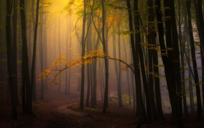 yellow leafed trees nature landscape fall mist forest leaves 2k