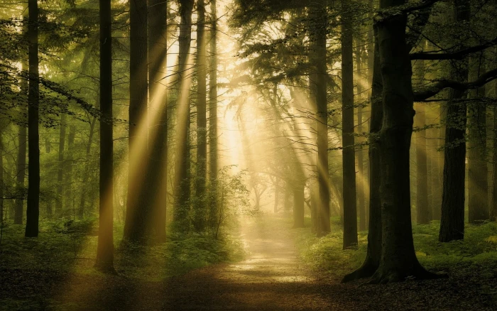 landscape nature forest sun rays path trees mist atmosphere 2k