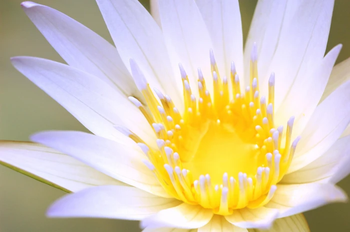 macro photography of white flower lotus 2k