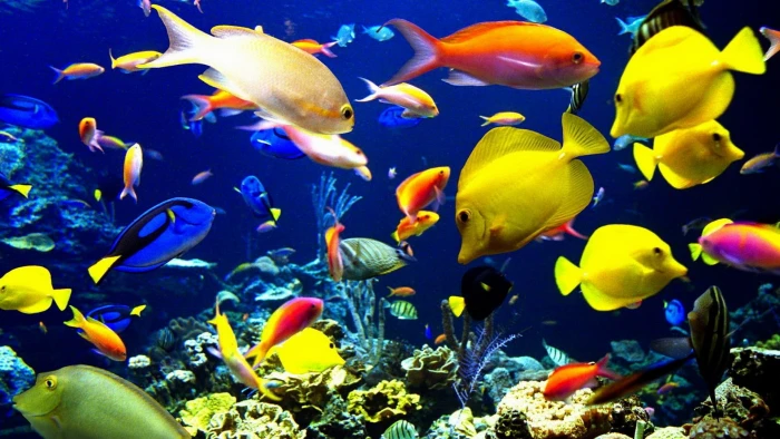 assorted fishes animals color coral nature ocean reef sea 2k