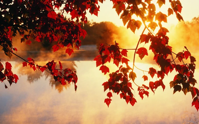 Autumn trees leaves sunlight rays beautiful scenery brown tree and blue river 2k