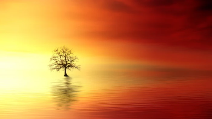 bare tree surrounded by body of water digital wallpaper sunset 2k 4k 5k