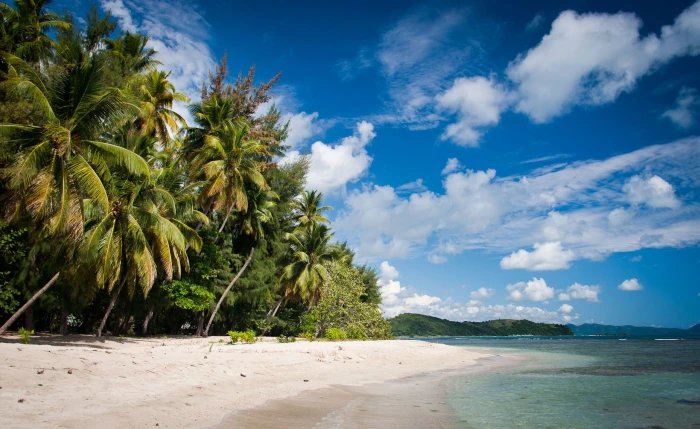 beach palm trees sea clouds sand tropical summer vacation 2k