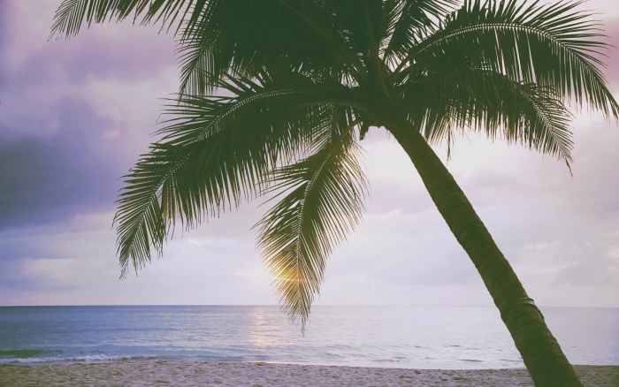 beach water palm tree tropical climate sky sea beauty in nature 2k