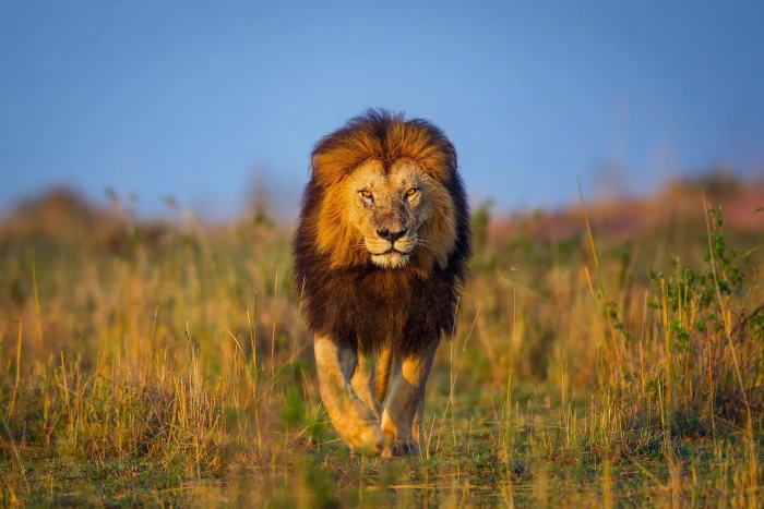 brown lion walking on grass field animals wildlife nature 2k