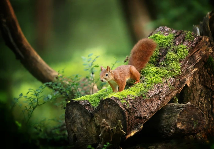 brown squirrel on tree branches wood moss green plants 2k