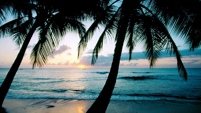 coconut trees photography palm beach sea water tropical 2k