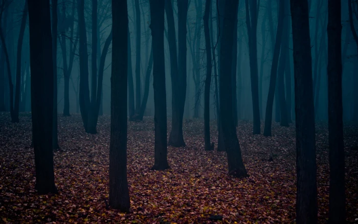 Dark Forest Nature Trees Leaves 2k