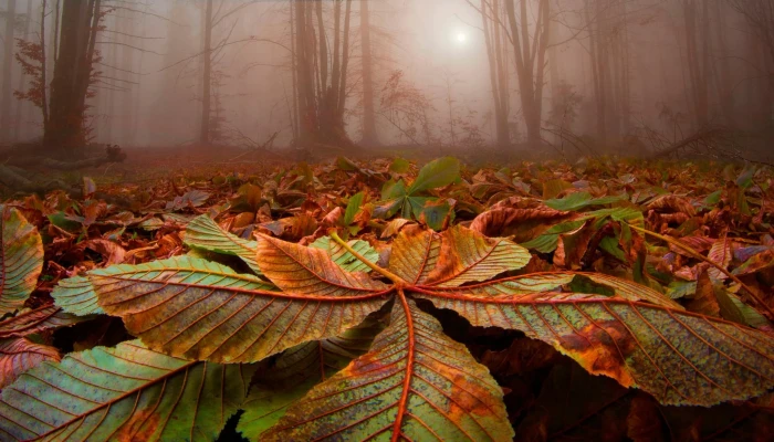 green and brown leaf nature landscape forest leaves trees 2k