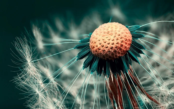 green and orange petaled flower nature dandelion depth of field 2k