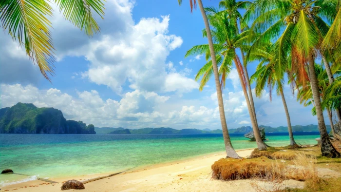 island illustration beach tropical palm trees nature water 2k