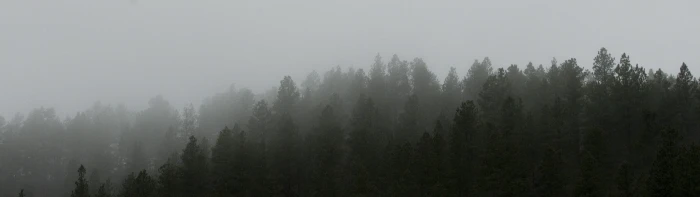 landscape trees multiple display nature 2k 4k
