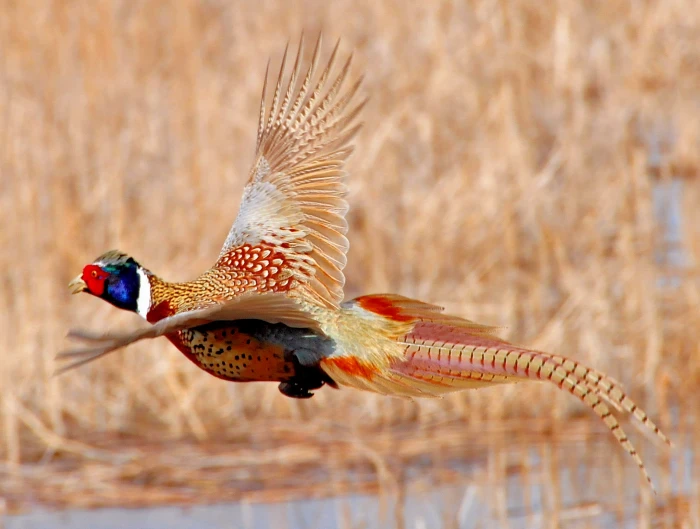 photo of pheasant flying on water ring necked national wildlife refuge 2k