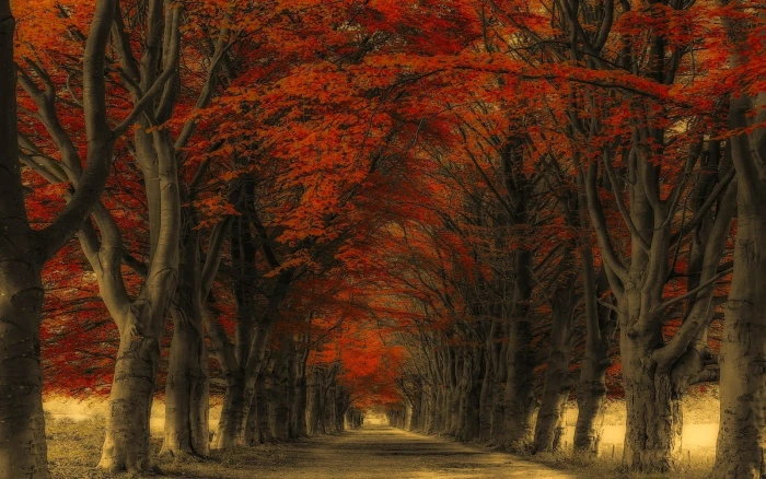 red leafed trees nature landscape road fall leaves plant 2k