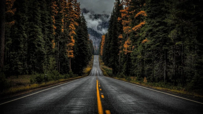 road nature tree woody plant forest sky lane asphalt 2k
