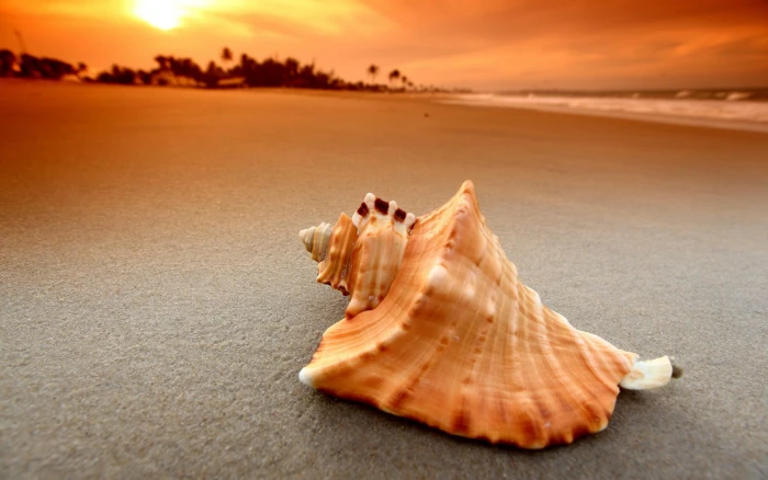 Shell on the beach orange and white conch shell beaches 2k
