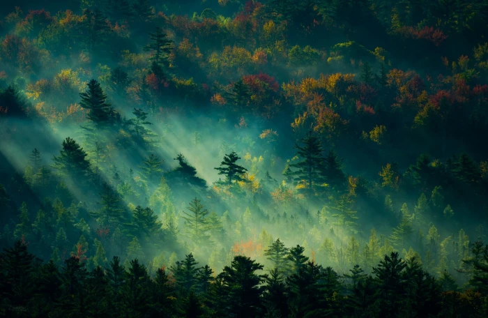 trees digital painting green wallpaper nature landscape 2k