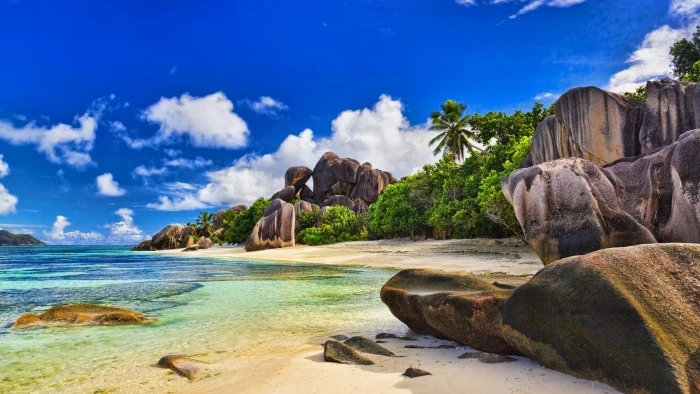 trees near beach illustration landscape sea nature rock object 2k