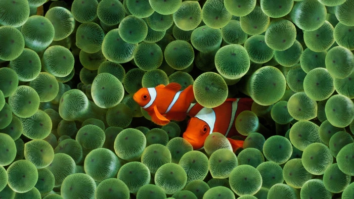 two clown fishes sea anemones clownfish underwater coral 2k
