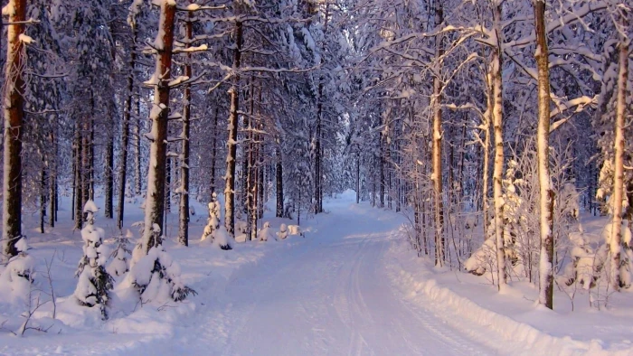 winter snowy forest path cold nature 2k