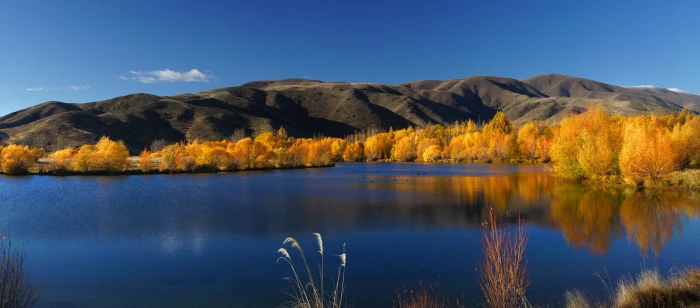 yellow trees near mountain body of water during daytime 2k