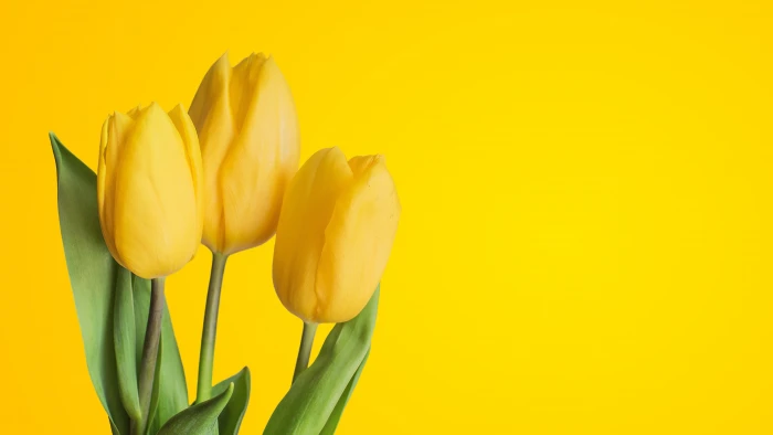 yellow HD Tulips 2k 4k