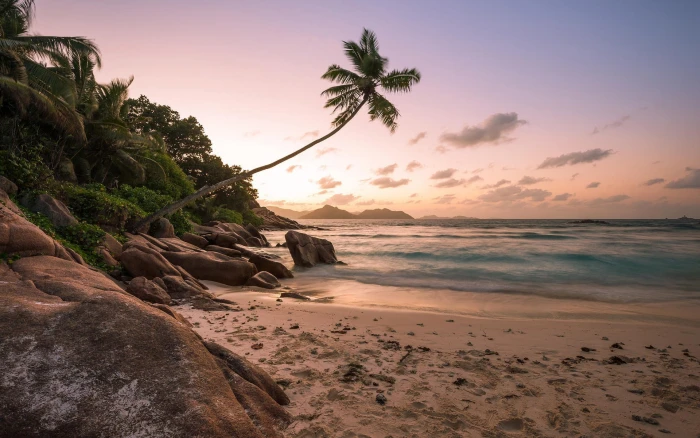 Beach shore palm trees ocean sunset 2k