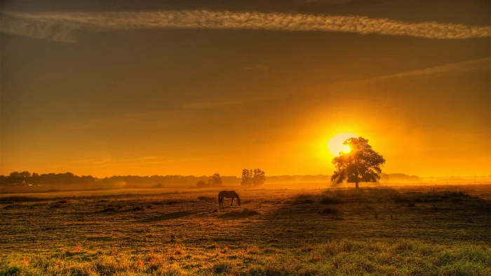 beautiful photos of nature scenery mammal sunset 2k