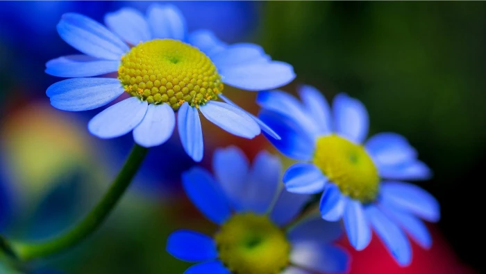 Blue Yellow Flowers Petals Nature Hd Wallpaper Download For Mobile 2k 4k