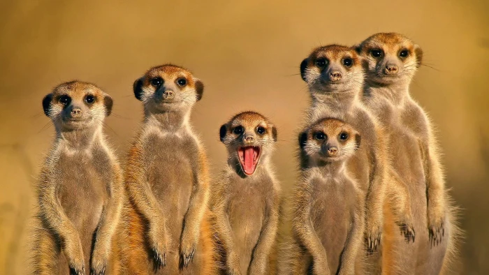 brown meerkat meerkats animals nature family face open mouth 2k