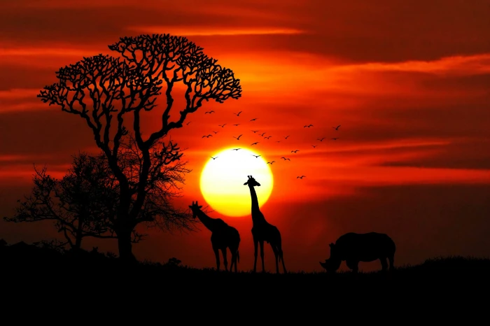 dawn landscape nature sunset animals birds giraffe giraffes 2k