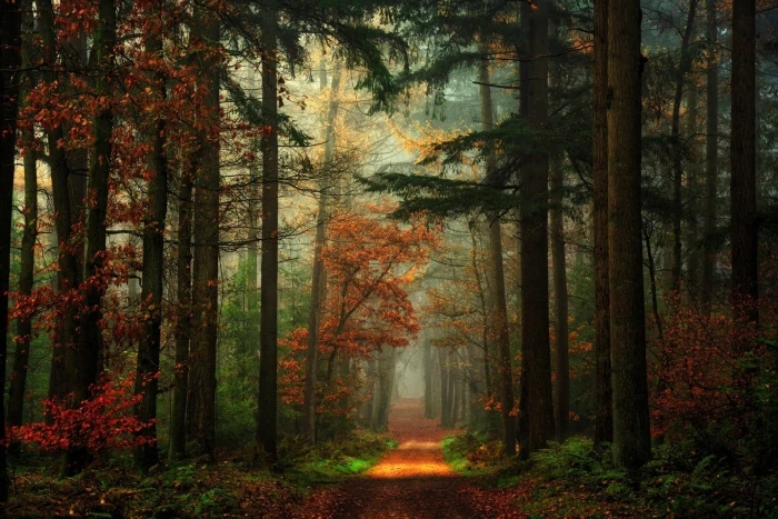 forest illustration red and green leaf trees path fall nature 2k