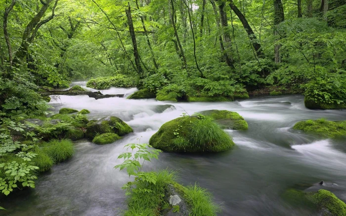 forest landscape leaves nature spring 2k