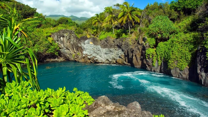green leafed plant beach waterfall tree beauty in nature 2k