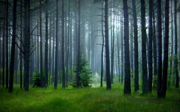 green trees nature landscape mist forest grass spring plant 2k