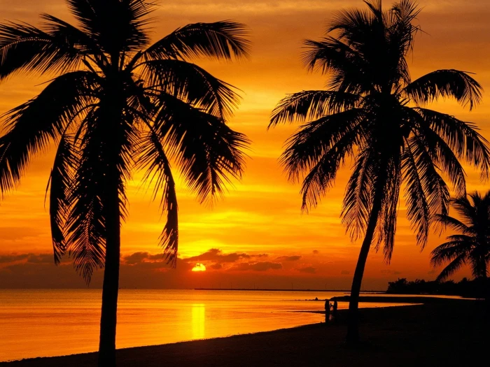 landscape palm trees sunset silhouette tropical skyscape 2k