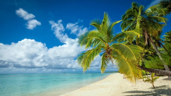 nature landscape tropical island beach palm trees white 2k