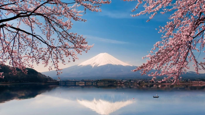 nature sky reflection cherry blossom lake tree mount scenery 2k