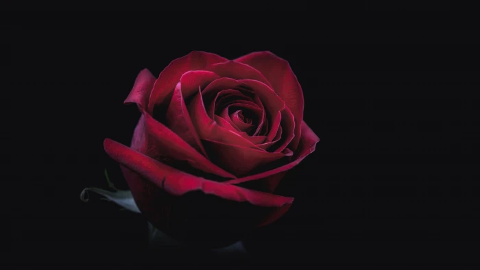 red flower rose darkness uhd 2k 4k 5k 8k