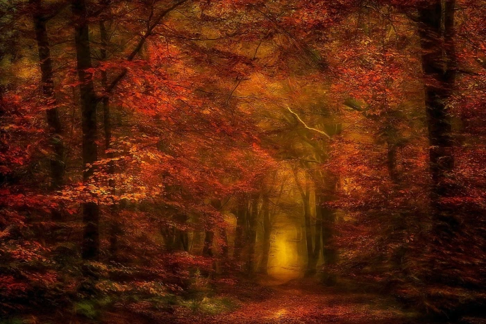 red leafed trees nature photography landscape forest fall 2k