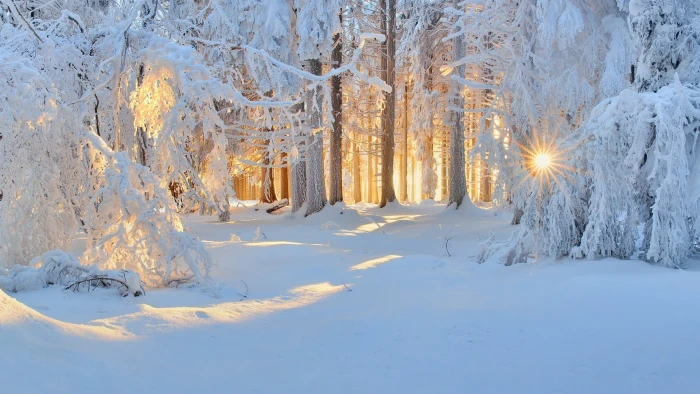 white tree winter nature forest snow landscape trees sun rays 2k